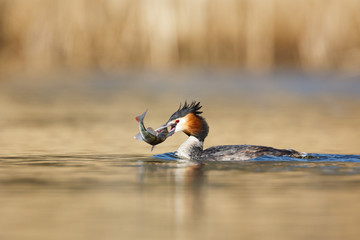Great Crested Grebe with fish