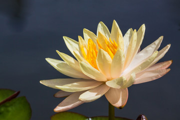 lotus