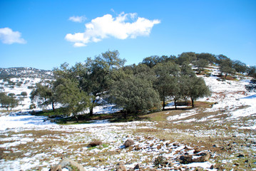 PAISAJE NEVADO EN SEVILLA