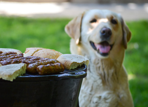 Dog Waiting For Barbecue