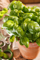 basil in the pot
