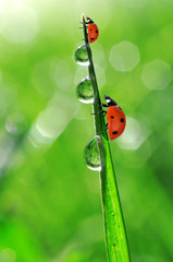 Fresh morning dew and ladybug