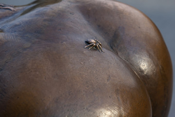 Blick vom Hexentanzplatz im Harz