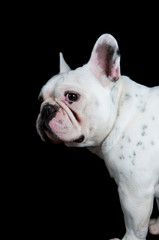 Sad looking french bulldog