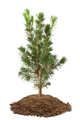 Young spruce sapling - 50173864