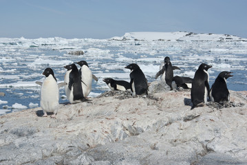 Adelie penguin colony on the rocky Antarctic island summer day.