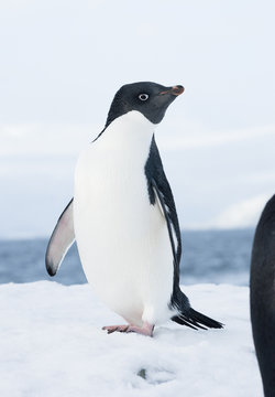 Adelie penguin standing on a ski slope.