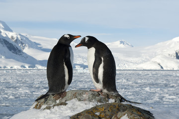 Male and female Gentoo penguins on the slope.