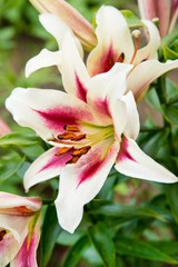 Closeup of oriental white and pink tiger lily