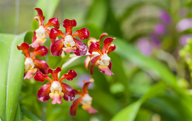 The Rhynchostylis orchid are blooming in the farm