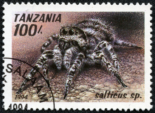 stamp printed in Tanzania shows image of a salticus sp
