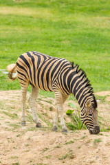 Fototapeta na wymiar Portret dziwnej jedzenia trawy Zebra