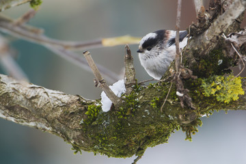 Mésange à longue queue caché dans un arbre