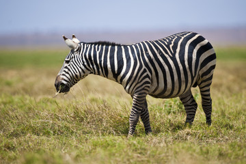 Fototapeta na wymiar Wypas Zebra