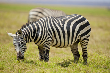 Fototapeta na wymiar Wypas Zebra