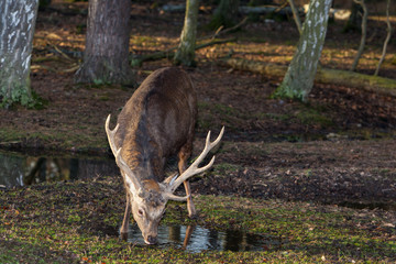 male sika deer drinking