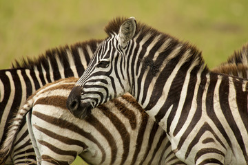 Fototapeta na wymiar Zebra w Masai Mara