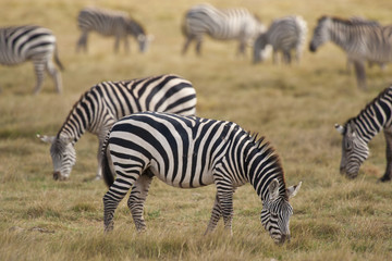 Obraz na płótnie Canvas Wypas Zebra