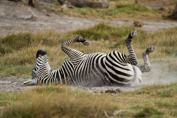 Obraz na płótnie Canvas Młoda Zebra leżenia na plecach