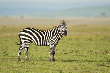 Fototapeta na wymiar Zebra stoi w Savannah