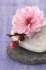 galets zen et branche en fleur