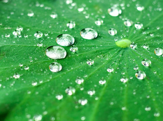 Dew Drops On Surface Of Green Leaf