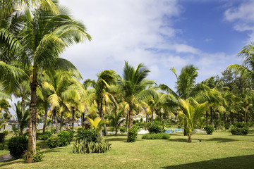 Fototapeta na wymiar Piękne palmy w tropikalnym kurorcie