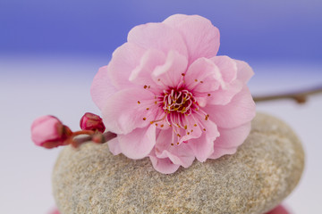 Obraz na płótnie Canvas Prunus kwiat