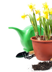 Daffodils and gardening tools