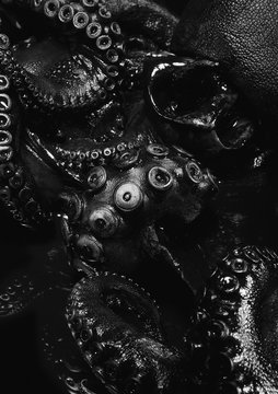 Close up of black octopus