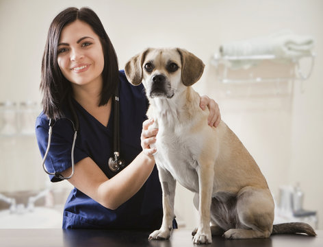 Caucasian veterinarian examining dog