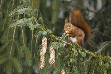 écureuil roux mangeant du sapin