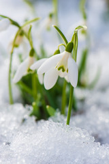 Schneeglöckchen - Snowdrop flowers