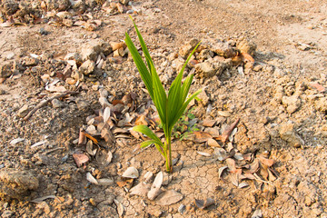 Coconut sprout