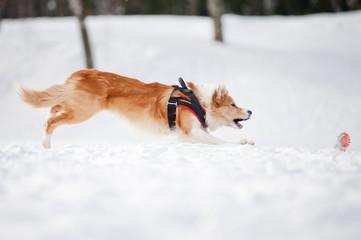 Border collie dog running to catch a toy in winter