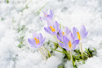 Möbelaufkleber Krokusse im Schnee © DoraZett