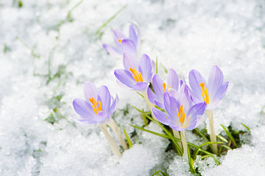 Krokusse im Schnee