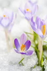 Fotobehang Krokus Krokusse  © DoraZett