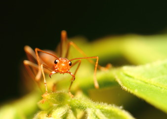 Red ant stand on leaf