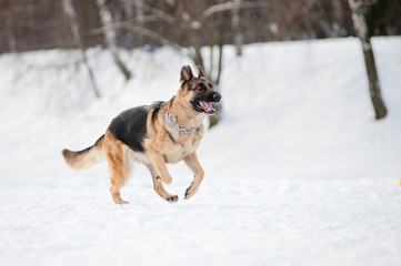 german shepherd running in winter