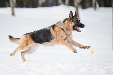 german shepherd running in winter