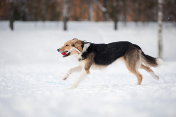 Fototapeta na wymiar Border collie dog running with toy in winter