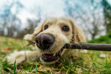 Chewing the stick