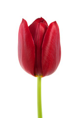 Tulpe