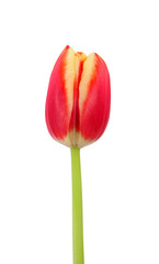 Tulpe