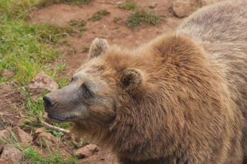 portrait of a brown bear