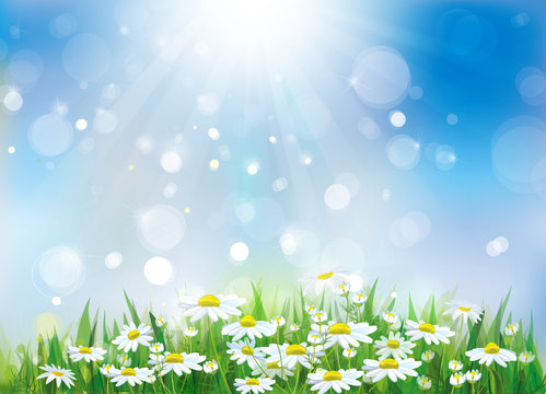 Sunny sky background with white chamomiles.