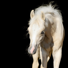Obraz na płótnie Canvas Noworodek koń, ¼rebię Welsh pony odizolowane na czarno