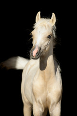 Obraz na płótnie Canvas Noworodek koń, ¼rebię Welsh pony odizolowane na czarno