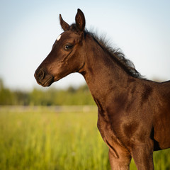Newborn horse baby, Welsh pony foal